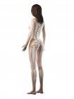 Esqueleto visible en silueta de cuerpo femenino sobre fondo blanco, ilustración por ordenador
. - foto de stock