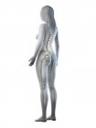 Esqueleto visible en silueta de cuerpo femenino sobre fondo blanco, ilustración por ordenador
. - foto de stock