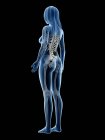 Видимий скелет у жіночому силуеті тіла на чорному тлі, комп'ютерна ілюстрація. — стокове фото