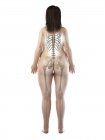 Sichtbares Skelett in fettleibiger weiblicher Körpersilhouette in der Rückansicht, Computerillustration. — Stockfoto
