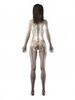 Squelette visible dans la silhouette du corps féminin en vue arrière, illustration par ordinateur . — Photo de stock