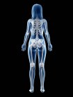 Видимий скелет у силуеті жіночого тіла в задньому плані, комп'ютерна ілюстрація. — стокове фото