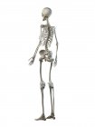 Esqueleto femenino sobre fondo blanco, ilustración por ordenador
. - foto de stock