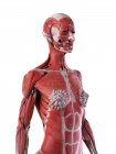 Anatomía y sistema muscular de la parte superior del cuerpo femenino, ilustración por computadora . - foto de stock