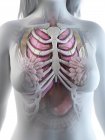 Anatomía del tórax femenino con esqueleto y órganos internos, ilustración por ordenador . - foto de stock