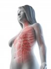 Мышцы верхней части тела женщины, вид под низким углом, компьютерная иллюстрация — стоковое фото