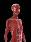 Мышцы верхней части тела женщины, компьютерная иллюстрация
. — стоковое фото