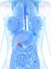 Red colored gallbladder in female body silhouette on white background, digital illustration. — Stock Photo