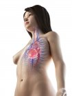 Жіноче тіло з видимим серцем і судинною системою, цифрове зображення — стокове фото