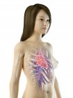 Cuerpo femenino con corazón visible, ilustración por ordenador . - foto de stock