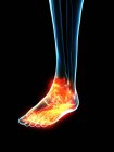 Inflamed ligaments in human foot, conceptual computer illustration. — Stock Photo