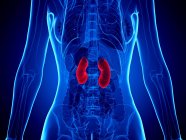 Red colored kidneys in abstract female body, digital illustration. — Stock Photo