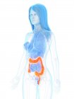 Weibliche Anatomie mit orangefarbenem Dickdarm, digitale Illustration. — Stockfoto
