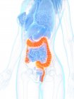 Жіноча анатомія з помаранчевим кольором великої кишки, цифрова ілюстрація . — стокове фото