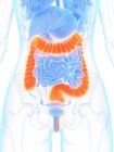 Anatomia feminina com intestino grosso de cor laranja, ilustração digital . — Fotografia de Stock