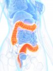 Anatomia feminina com intestino grosso de cor laranja, ilustração digital . — Fotografia de Stock