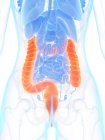 Anatomia femminile con intestino crasso di colore arancione, illustrazione digitale . — Foto stock