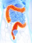 Anatomía masculina con intestino grueso de color naranja, ilustración digital . - foto de stock