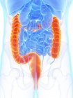 Anatomia masculina com intestino grosso de cor laranja, ilustração digital . — Fotografia de Stock