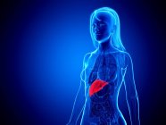 3d illustration of female body with red liver, computer illustration. — Stock Photo
