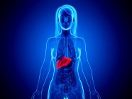 3d ilustración del cuerpo femenino con hígado rojo, ilustración por computadora . - foto de stock