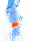 Anatomía femenina que muestra hígado de color naranja, ilustración por computadora
. - foto de stock