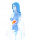 Anatomia feminina mostrando laranja colorido fígado, ilustração do computador . — Fotografia de Stock