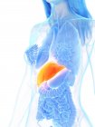 Жіноча анатомія, що показує печінку помаранчевого кольору, комп'ютерна ілюстрація . — стокове фото