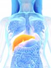 Anatomía femenina que muestra hígado de color naranja, ilustración por computadora . - foto de stock