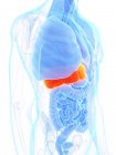 Anatomía masculina que muestra hígado de color naranja, ilustración por computadora . - foto de stock