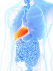 Анатомія чоловіків, що показує печінку помаранчевого кольору, комп'ютерна ілюстрація . — стокове фото