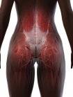 Weibliche Unterkörper- und Gesäßanatomie, Computerillustration. — Stockfoto