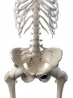 Aiguillons lombaires dans le squelette humain, illustration numérique . — Photo de stock