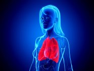 Червоні кольорові легені в силуеті жіночого тіла на синьому фоні, цифрова ілюстрація . — стокове фото