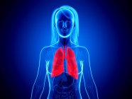 Pulmones de color rojo en silueta del cuerpo femenino sobre fondo azul, ilustración digital . - foto de stock