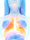 Помаранчеві кольорові легені в силуеті жіночого тіла, комп'ютерна ілюстрація . — стокове фото