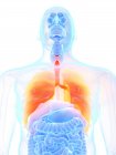 Помаранчеві кольорові легені в силуеті чоловічого тіла, комп'ютерна ілюстрація . — стокове фото