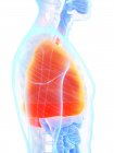 Orangefarbene Lungen in männlicher Körpersilhouette, Computerillustration. — Stockfoto