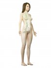 Cuerpo femenino transparente con sistema linfático visible, ilustración digital . - foto de stock