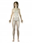 Corpo femminile trasparente con sistema linfatico visibile, illustrazione digitale . — Foto stock