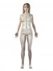 Corpo femminile trasparente con sistema linfatico visibile, illustrazione digitale . — Foto stock