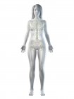 Corps féminin transparent avec système lymphatique visible, illustration numérique . — Photo de stock
