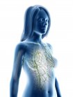 Corps anatomique féminin avec système lymphatique visible, illustration par ordinateur . — Photo de stock