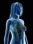Cuerpo anatómico femenino con sistema linfático visible, ilustración por ordenador . - foto de stock