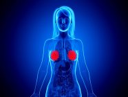 Red colored mammary glands in female abstract body on blue background, digital illustration. — Stock Photo