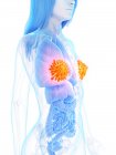 Ghiandole mammarie colorate nel corpo femminile astratto, illustrazione digitale . — Foto stock