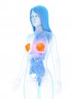 Цветные молочные железы в женском абстрактном теле, цифровая иллюстрация . — стоковое фото