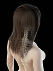 Anatomía femenina del cuello y la columna vertebral, ilustración por computadora . - foto de stock