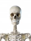 Anatomía de huesos del cuello del esqueleto humano, ilustración por computadora . - foto de stock