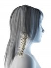 Abstract female neck bones, computer illustration. — Stock Photo